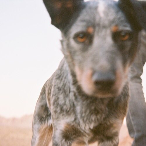 J Flint - Til Flowers Bloom (artwork faeton music)