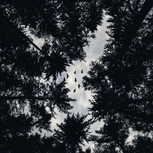 Ramaj Eroc - The Omen (artwork faeton music)