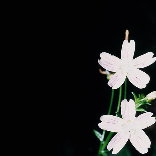 Leftover Luck - A State of Sincerity (faeton music)