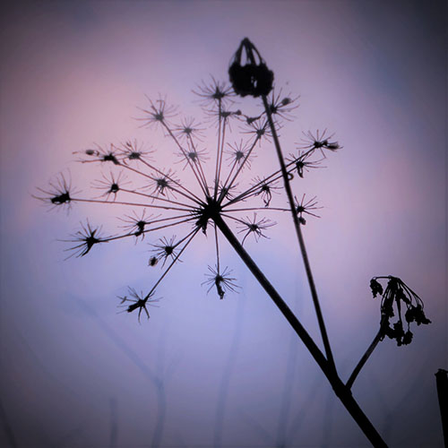 Oberlin Haierbäumchen - 2024 Remastered Version